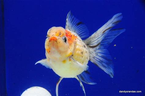 皇冠三間飼養|金魚&水族快訊Goldfish & Aquarium Messages: 皇冠三間(Cichla。